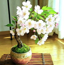 35x | Bonsai Samen -