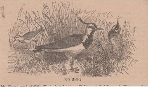 Orig holzstich der - orig., kiebitz.