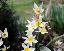 Wildtulpen weiss-gelb