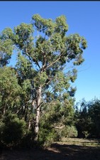 Eucalyptus archeri oder auch als "Alpine Cider Gum" bekannt. -20°C winterhart.