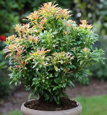 Schattenglöckchen Lavendelheide Passion® 25-30cm - Pieris japonica