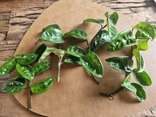 Hoya Hoya Carnosa Krinkle 8