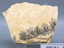 Dendriten, Mangan und Eisen, Solnhofener Plattenkalk, 9 cm  (8-Z)