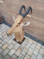 Trophäe /Afrika/ Kuhantilope