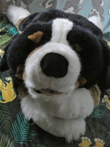 Berner sennenhund wie jaag - berner,