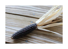 20x Schwarzer Aztec Zea = Tortillamais Mais BIO Getreide Pflanzen - Samen A276