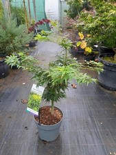 Acer palmatum Mikawa