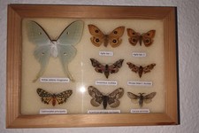 Schmetterlinge im Schaukasten
