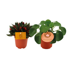 2er set peperomia - 2er, +
