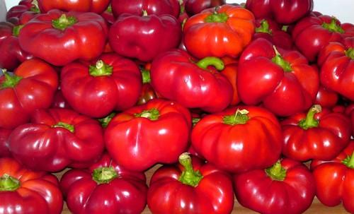 Siebenbürgener tomatenpaprika - siebenbürgener,