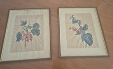 Johannisbeeren Und Himbeeren