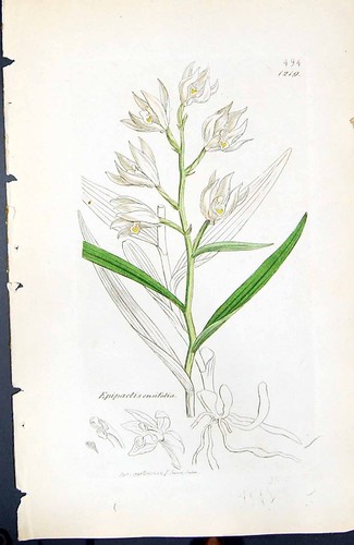 Antiker druck epipactis - antiker,