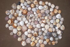 Muscheln zum Basteln oder Dekorieren 500 g