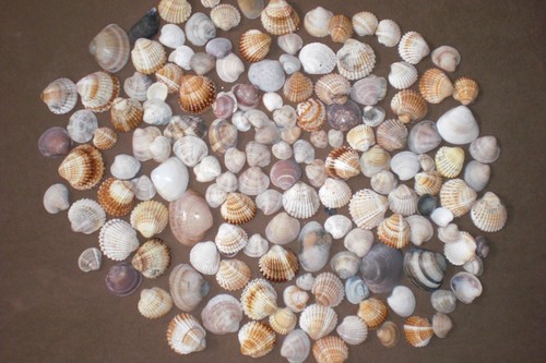 Muscheln zum basteln oder - zum,