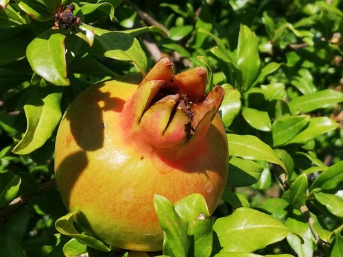 Samen götterfrucht der - samen,