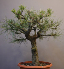 SK-02401, Pinus nigra