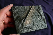 Belemnit Youngibelus gigas, aus Holzmaden Deutschland, 425g 138x108x18mm, Fossil