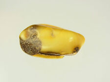 Schöner Butterscotch Egg Yolk