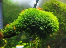 Fissidens Fontanus  Phönix Moos Moss  Geppi Nobilis  Aquarium Nano Cube