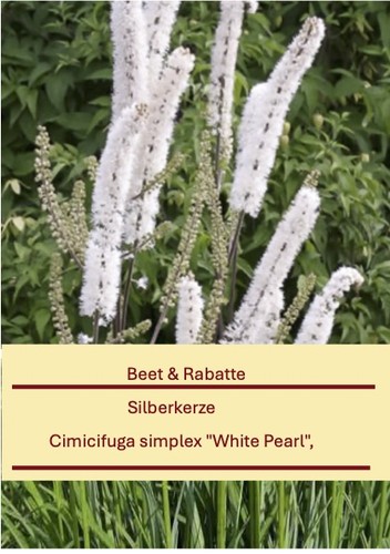 Cimicifuga simplex white - simplex, "white