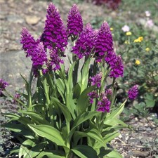 Dactylorhiza purpurella -