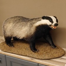 Dachs auf Deko Podest Tierpräparat mit echte Zähne Raubtier Präparat 89.10.111