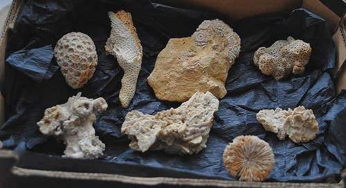 Ausgewählte fossilien für - fossilien,