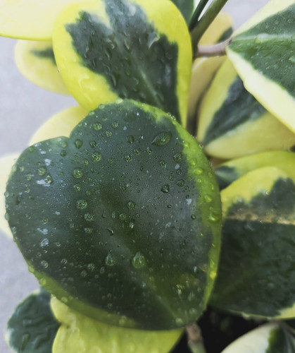 Hoya kerrii variegated bare - kerrii,