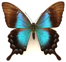 Papilio lorquinianus ochoco - papilio,