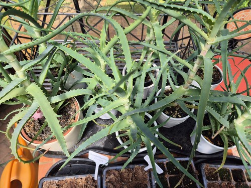 Echte aloe vera - aloe, 40cm