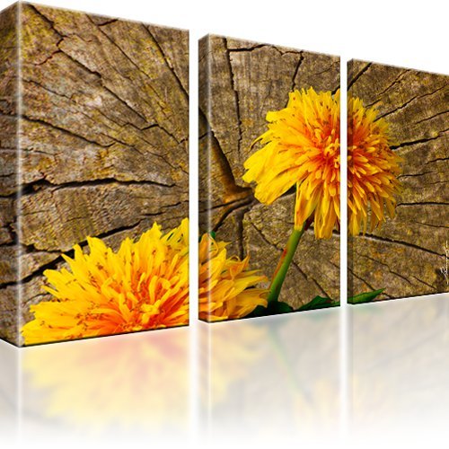 Pusteblume blume bilder auf - pusteblume,