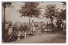 Ox Team with Wooden Sleigh