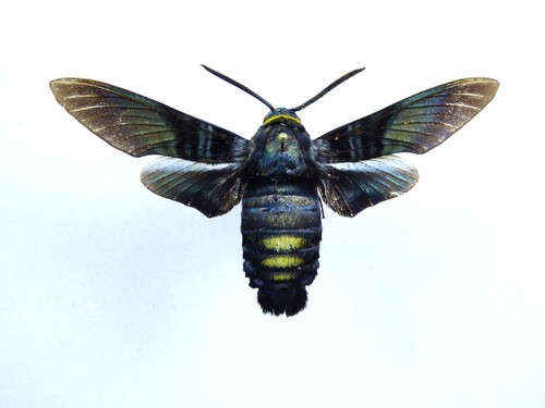 Macroglossum protomelas