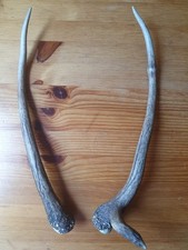 Abwurfstange Geweih Rothirschgeweih Hirschgeweih Hirschhorn Deko Weihnachtsdeko