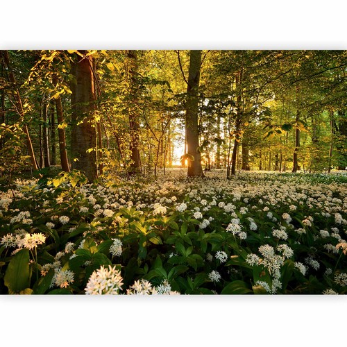 Wald landschaft natur - landschaft,