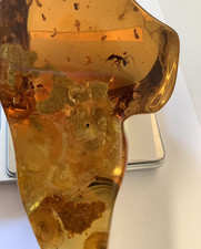 Riesengroßer Junger Bernstein (Kopal) aus Südamerika! - Kolossal, Exklusiv, 527g