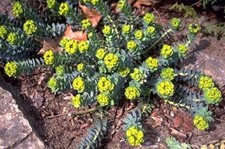 6 Steingartenstauden (kräftige Pflanzen)