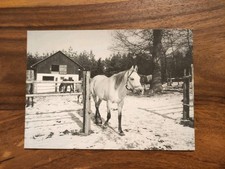 ARABER STUTE Pferdepostkarte PK Club Deutschland AK PFERD 