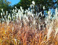 Chinaschilf 200 SAMEN Miscanthus giganteus Chinagras Elefantengras Zierstaude
