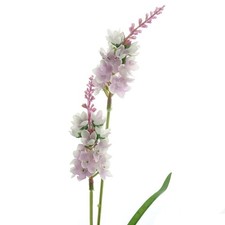 GASPER Felberich - Lysimachia