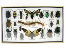 Einzelstück - echte