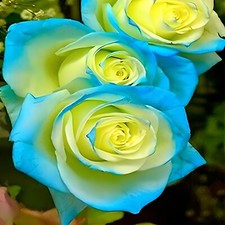 ca. 50 Stück/Pack Rose