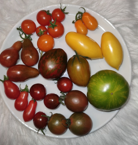 Tomatensamen tomaten saatgut - saatgut,