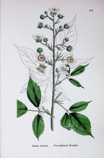 Alte antike Druckfeile Stielbrombeer Botanik Pflanzen um 1902 Rubus Radula 20.
