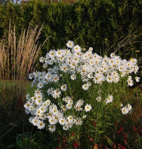 Oktober margerite herbststern - margerite,