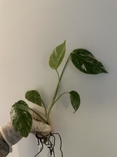 Monstera Deliciosa Variegata ableger steckling