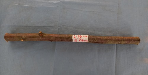 Pflaumenbaum alte sorte holz - sorte,