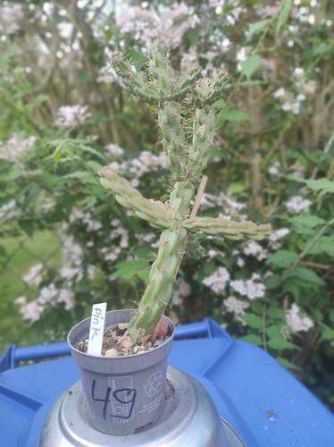 Cylindropuntia imbricata