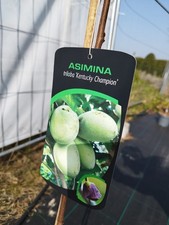 Indianerbanane Asimina triloba