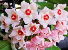 heavenly HOYA Hoya carnosa Ableger